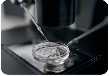 Egg Donation